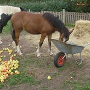 Anden særlig race isabella
