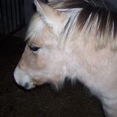 Fjordhest Fie *SOLGT*