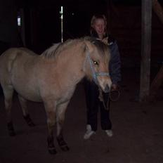 Fjordhest Fie *SOLGT*