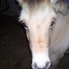 Fjordhest Fie *SOLGT*