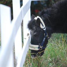 Anden særlig race Garfield