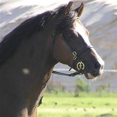 Welsh Pony (sec B) Bjerregårds Witek