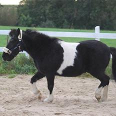 Anden særlig race Garfield
