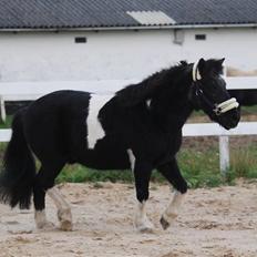 Anden særlig race Garfield