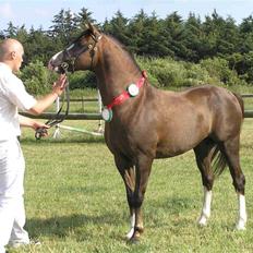 Welsh Pony (sec B) Bjerregårds Witek