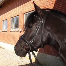 Welsh Cob (sec D) Solvanggårds Diadem SOLGT