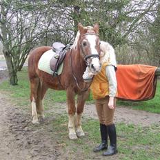 Anden særlig race Anton (gammel ridehest?)