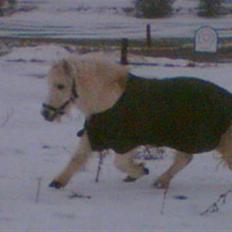 Anden særlig race Ramses SOLGT <3 <3 R.I.P.