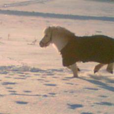 Anden særlig race Ramses SOLGT <3 <3 R.I.P.