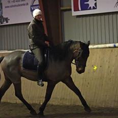 Pura Raza Española Baltic Blizzard Solgt