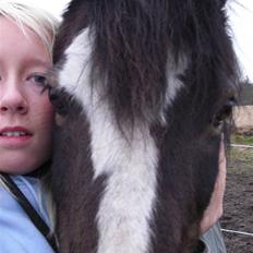 Welsh Mountain (sec A) Laban