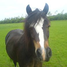 Welsh Mountain (sec A) Laban