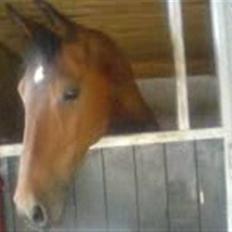 Anden særlig race Rosendals Felina