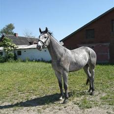 Dansk Varmblod Ørnely's Caro Z - SOLGT