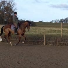 Dansk Varmblod enghaves madame chelsea