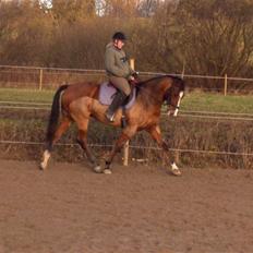 Dansk Varmblod enghaves madame chelsea