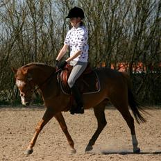 Anden særlig race SWEET CHERRY {b-pony}