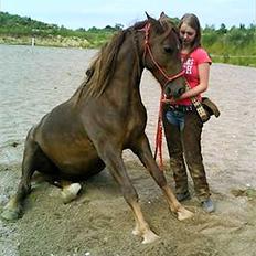 Welsh Cob (sec D) Addyene 
