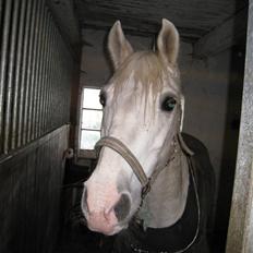 Anden særlig race Habidi