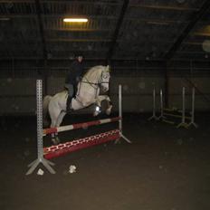 Anden særlig race Habidi