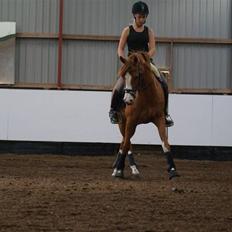 Tysk Sportspony Norano