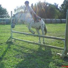 Anden særlig race Jack.