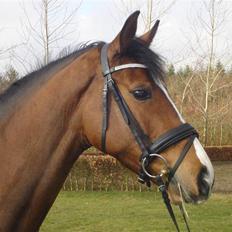 Dansk Varmblod kirks Dibsi