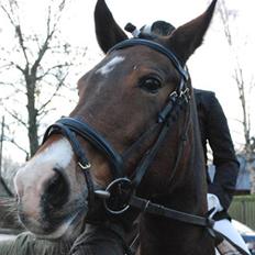 Pinto Faurhøjgårds Chloe- min prinsesse R.I.P