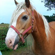 Haflinger Lukas SOLGT (R.I.P) <3