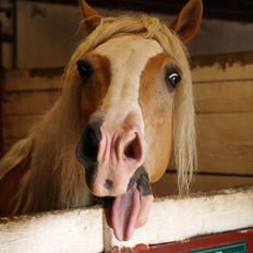 Haflinger Lukas SOLGT (R.I.P) <3