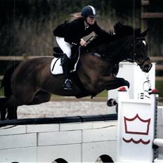 Dansk Varmblod Cadeau Horsenæs "redet"