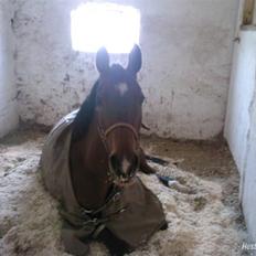 Dansk Varmblod Cadeau Horsenæs "redet"