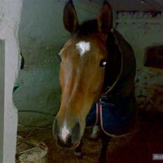 Dansk Varmblod Cadeau Horsenæs "redet"