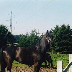 Anden særlig race Tina "har redet"