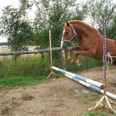 Anden særlig race ¤Havegaardens Tornado¤