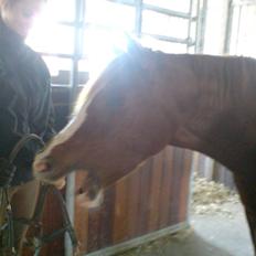 Anden særlig race Beauty- Min søsters pony 