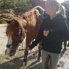 Anden særlig race Beauty- Min søsters pony 