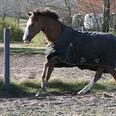 New Forest Domino SOLGT