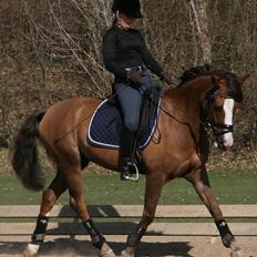 New Forest Domino SOLGT