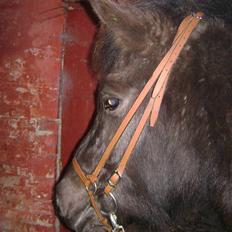 Islænder Disa *Solgt*