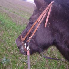 Islænder Disa *Solgt*