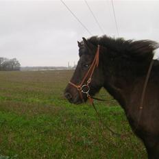 Islænder Disa *Solgt*