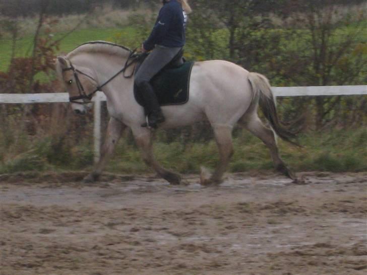 Fjordhest Baksmindes Victoria billede 18