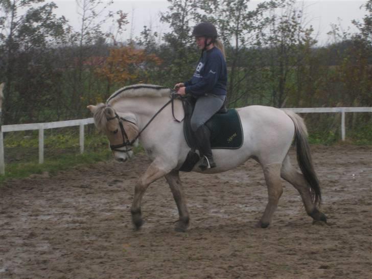 Fjordhest Baksmindes Victoria billede 19