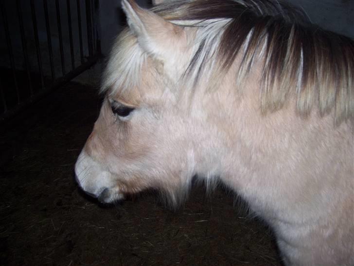 Fjordhest Fie *SOLGT* billede 1