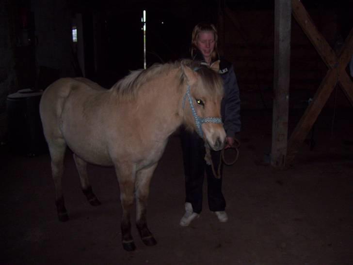 Fjordhest Fie *SOLGT* billede 2