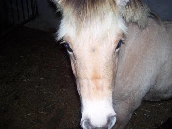Fjordhest Fie *SOLGT* billede 3