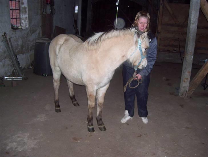 Fjordhest Fie *SOLGT* billede 4