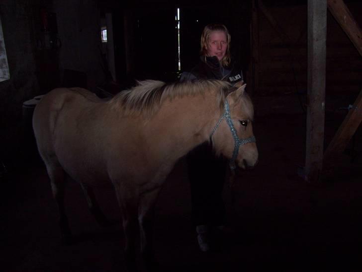 Fjordhest Fie *SOLGT* billede 5