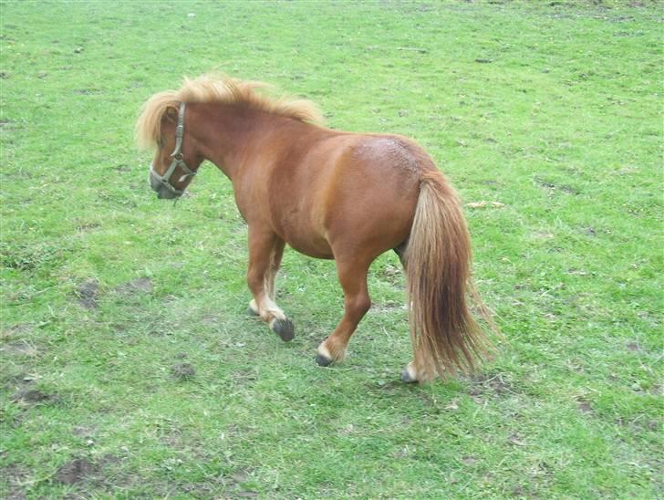 Miniature Teodor *solgt 25/4-2009* billede 12